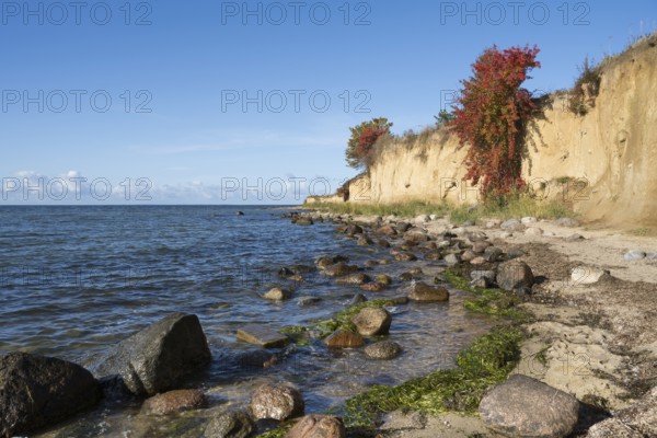 Cliffs on the shores of the Baltic Sea, autumn colors, Klein Zicker, Mönchgut, Rügen island, Baltic Sea, Mecklenburg-Western Pomerania, Germany