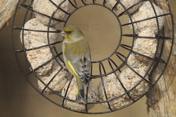 Greenfinch (Chloris chloris) at the winter feeding site, Allgäu, Bavaria, Germany, Allgäu, Bavaria, Germany