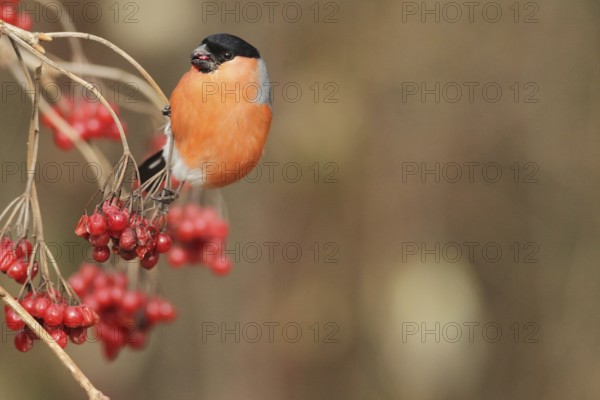 Bullfinch (Pyrrhula pyrrhula) Male eats berries of the common snowball bush (Viburnum opulus) Allgäu, Bavaria, Germany, Allgäu, Bavaria, Germany