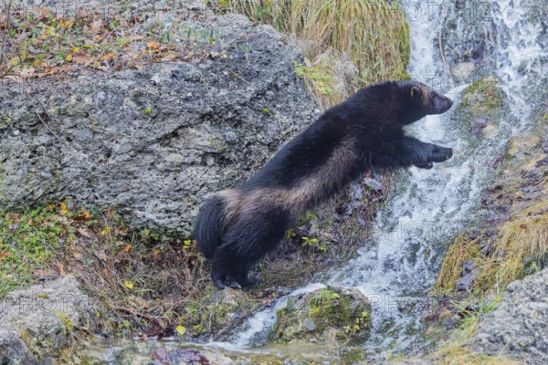 A wolverine (Gulo gulo) jumps over a small stream on a rocky slope covered with green vegetation. Finland