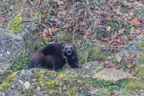 A wolverine (Gulo gulo) stands on a rocky slope covered in green vegetation. Finland