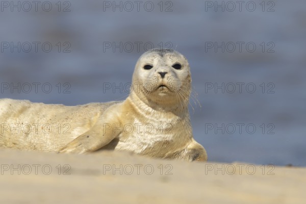 Common or Harbor or Harbour seal (Phoca vitulina) adult animal on a seaside beach, England, United Kingdom