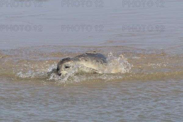 Common or Harbor or Harbour seal (Phoca vitulina) adult marine animal swimming in the shallow water of the sea, England, United Kingdom