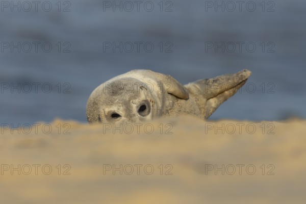 Common or Harbor or Harbour seal (Phoca vitulina) adult animal relaxing on a seaside beach, England, United Kingdom