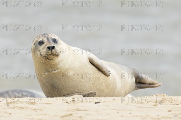 Common or Harbor or Harbour seal (Phoca vitulina) adult marine animal resting on sand on a beach, England, United Kingdom