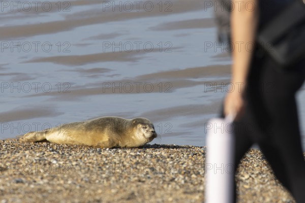 Common or Harbor or Harbour seal (Phoca vitulina) adult animal sleeping on a seaside beach with a person walking past, England, United Kingdom