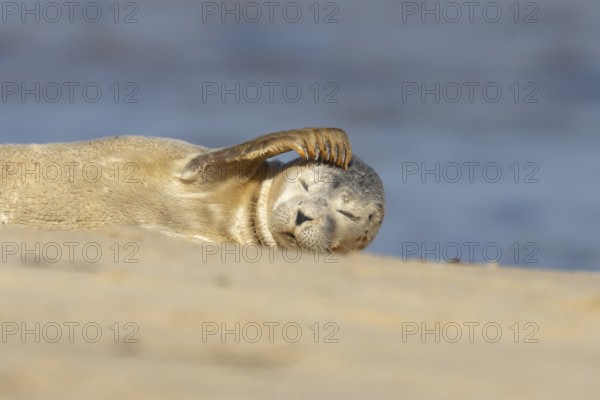 Common or Harbor or Harbour seal (Phoca vitulina) adult animal chilling out on sand on a beach, England, United Kingdom