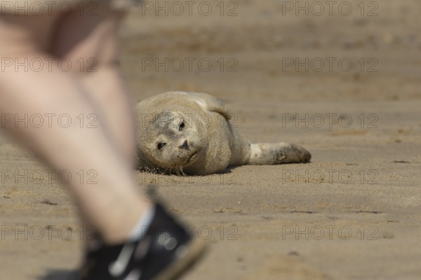 Common or Harbor or Harbour seal (Phoca vitulina) adult animal resting on a seaside beach with a person walking past, England, United Kingdom