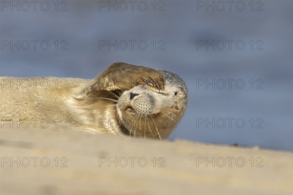 Common or Harbor or Harbour seal (Phoca vitulina) adult animal resting on sand on a beach, England, United Kingdom
