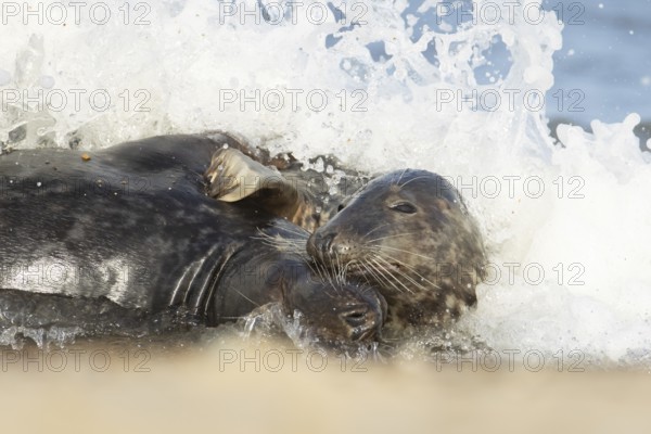 Atlantic grey seal (Halichoerus grypus) two adult animals in love courting in the breaking waves of the sea on a seaside beach, England, United Kingdom