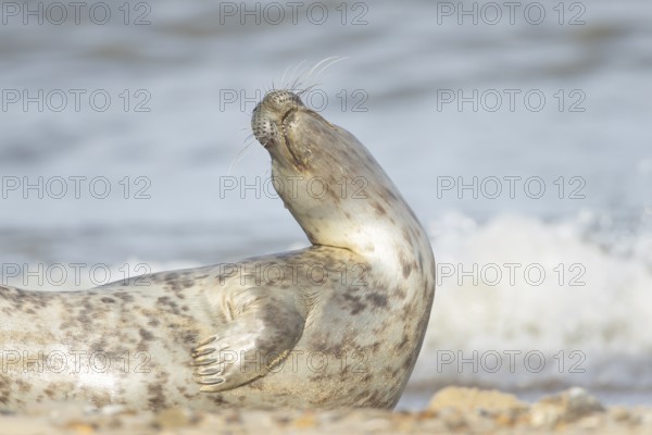 Atlantic grey seal (Halichoerus grypus) adult animal on a seaside beach, England, United Kingdom