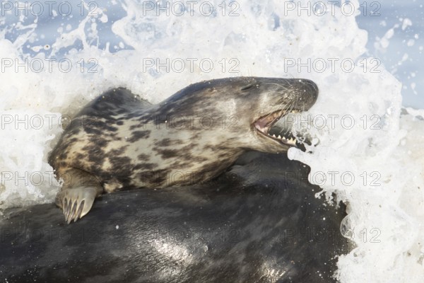 Atlantic grey seal (Halichoerus grypus) two adult animals in love playing in the breaking waves of the sea on a seaside beach, England, United Kingdom