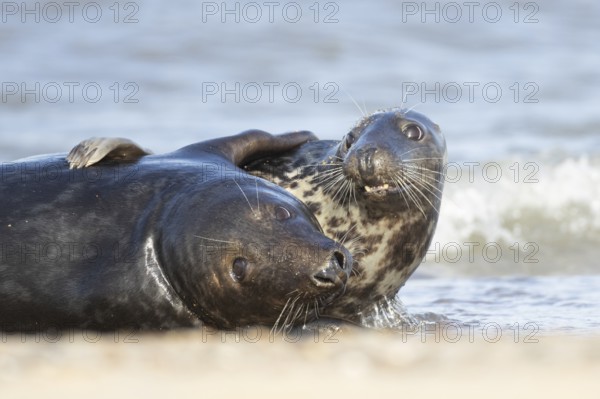 Atlantic grey seal (Halichoerus grypus) two adult animals in love hugging in the breaking waves of the sea on a seaside beach, England, United Kingdom