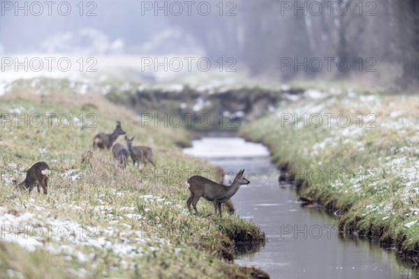 Roe deer (Capreolus capreolus), Emsland, Lower Saxony, Germany