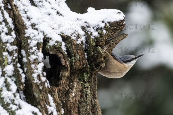 Nuthatch (Sitta europaea), Emsland, Lower Saxony, Germany
