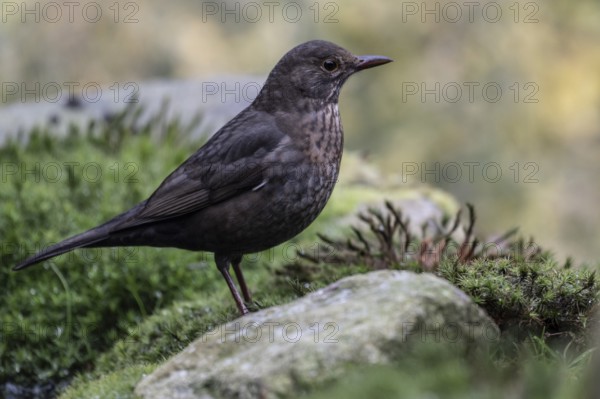 Blackbird (Turdus merula), Emsland, Lower Saxony, Germany