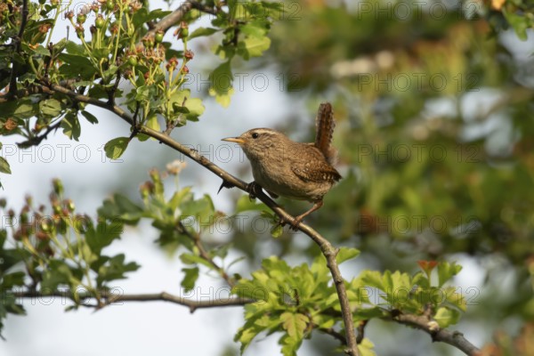 Eurasian wren (Troglodytes troglodytes) adult garden bird on a tree branch in summer, England, United Kingdom