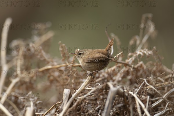 Eurasian wren (Troglodytes troglodytes) adult garden bird on a bracken stem, England, United Kingdom