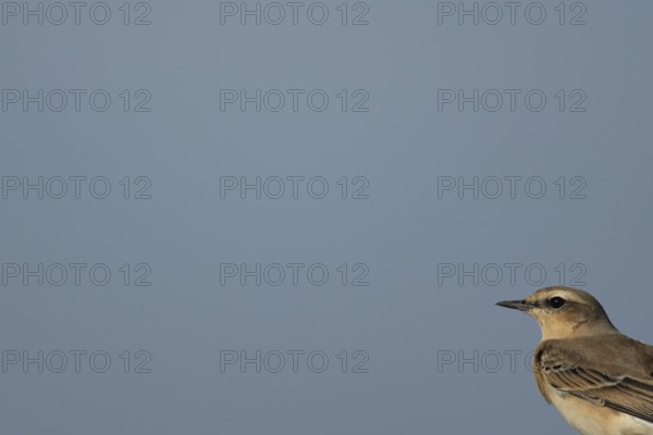 Northern wheatear (Oenanthe oenanthe) adult bird head portrait, RSPB Frampton marsh nature reserve, Lincolnshire, England, United Kingdom