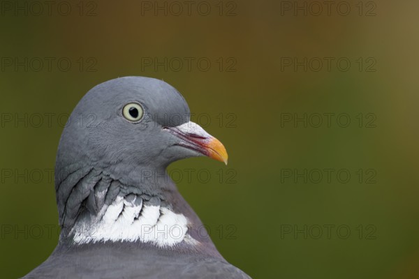 Wood pigeon (Columba palumbus) adult garden bird head portrait, England, United Kingdom