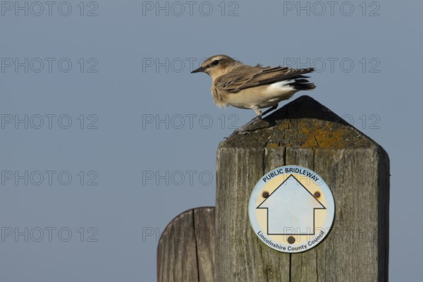 Northern wheatear (Oenanthe oenanthe) adult bird on a wooden post, RSPB Frampton marsh nature reserve, Lincolnshire, England, United Kingdom