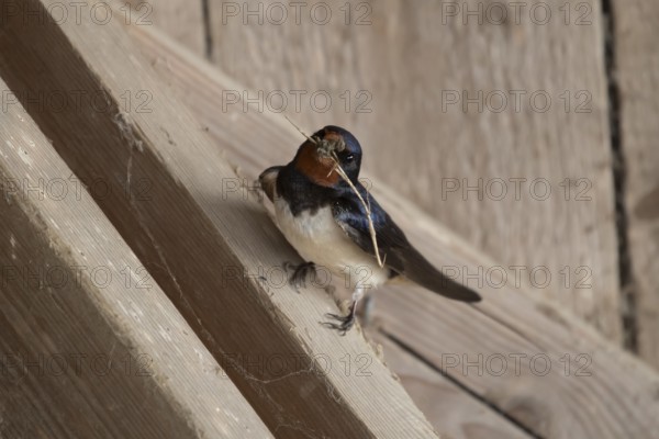 Barn swallow (Hirundo rustica) adult bird with nest material in its beak in summer, England, United Kingdom
