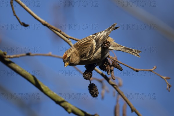 Redpoll (Acanthis flammea) adult bird in an Alder tree in winter, England, United Kingdom
