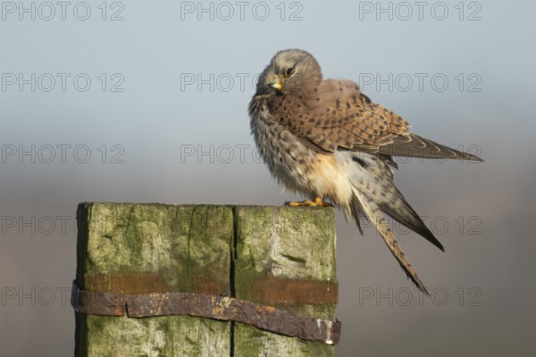 Common kestrel (Falco tinnunculus) adult falcon bird of prey on a wooden post, England, United Kingdom