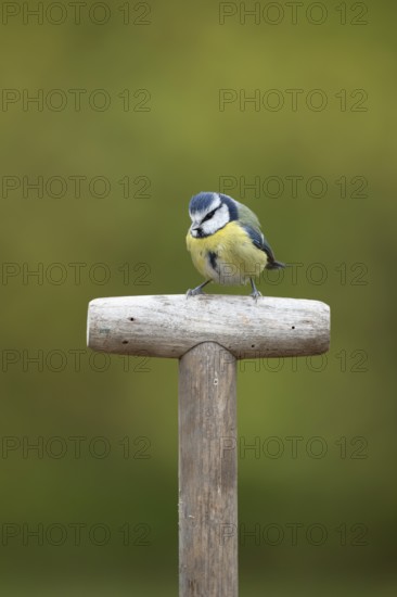 Blue tit (Cyanistes caeruleus) adult garden bird on a fork handle in autumn, England, United Kingdom