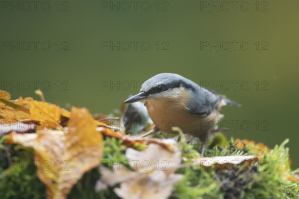 Eurasian nuthatch (Sitta europaea) adult bird searching for food in a woodland in autumn, Wales, United Kingdom