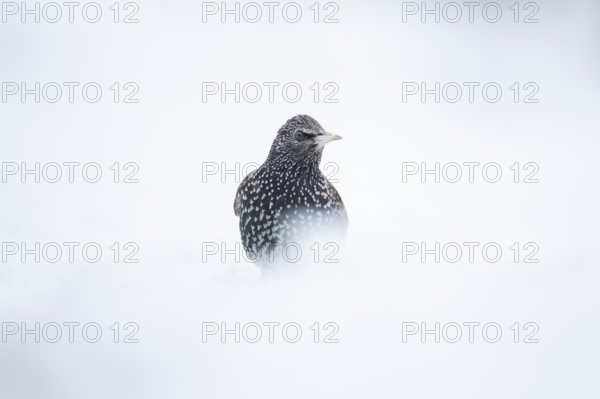 Eurasian starling (Sturnus vulgaris) adult garden bird in snow in winter, England, United Kingdom