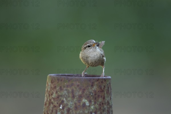 Eurasian wren (Troglodytes troglodytes) adult bird on a piece of metal in a garden with food in its beak in summer, England, United Kingdom