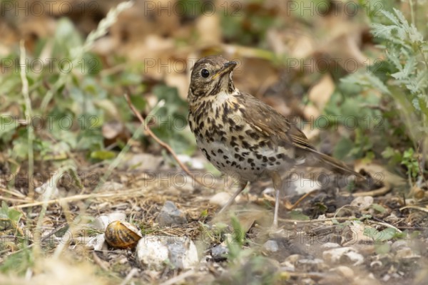 Song thrush (Turdus philomelos) adult garden bird in a flower border in summer, England, United Kingdom