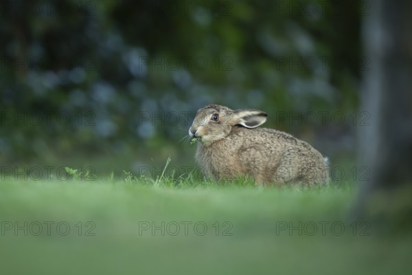 European brown hare (Lepus europaeus) adult wild animal in a garden in summer, England, United Kingdom