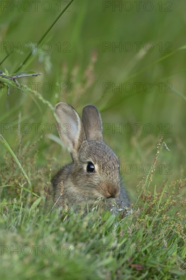 Rabbit (Oryctolagus cuniculus) juvenile baby wild animal in grassland in summer, England, United Kingdom