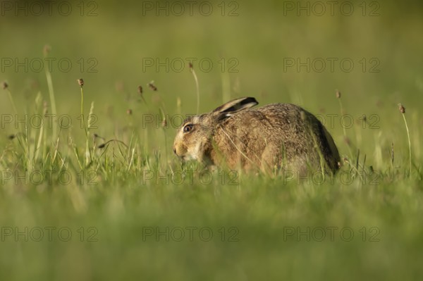 Brown hare (Lepus europaeus) adult wild animal in grassland in summer, England, United Kingdom