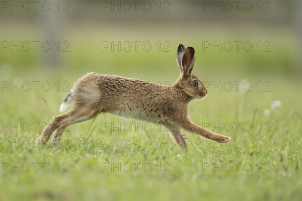 Brown hare (Lepus europaeus) adult wild animal running in grassland in summer, England, United Kingdom