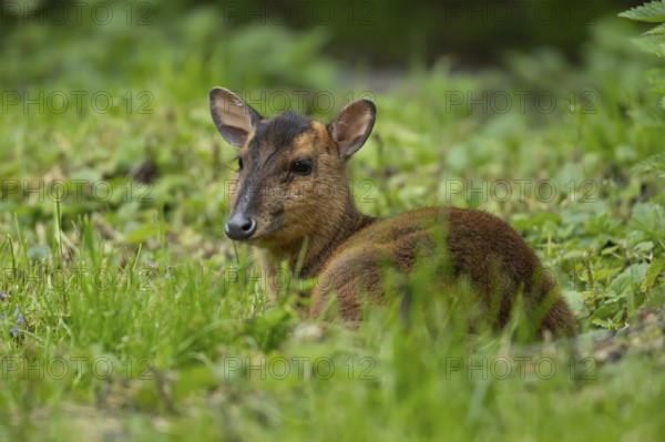 Muntjac deer (Muntiacus reevesi) adult wild animal in grassland in summer, England, United Kingdom