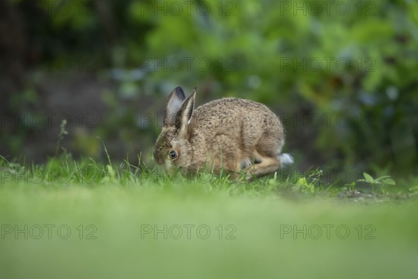 European brown hare (Lepus europaeus) adult wild animal feeding on a garden grass lawn in summer, England, United Kingdom