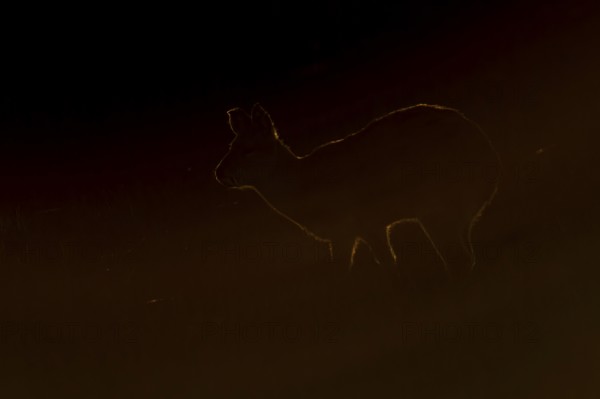 Chinese water deer (Hydropotes inermis) adult wild animal rimlit feeding in marshland at sunset, England, United Kingdom