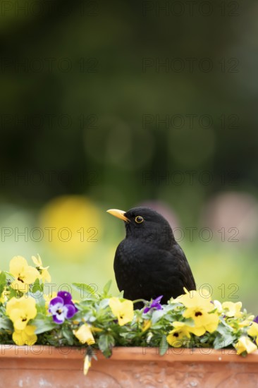 Eurasian blackbird (Turdus merula) adult male garden bird on a planter with flowering Pansy plants in spring, England, United Kingdom
