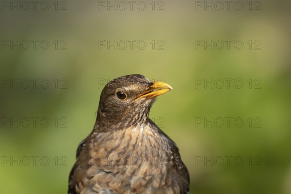 Eurasian blackbird (Turdus merula) adult female garden bird head portrait, England, United Kingdom