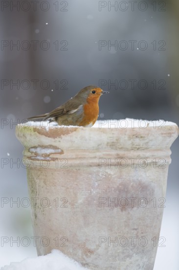 European robin (Erithacus rubecula) adult garden bird on a snow covered plant pot in winter, England, United Kingdom