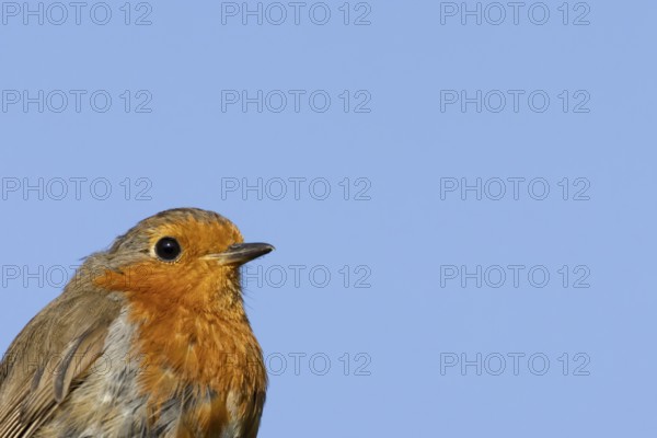 European robin (Erithacus rubecula) adult garden bird head portrait, England, United Kingdom
