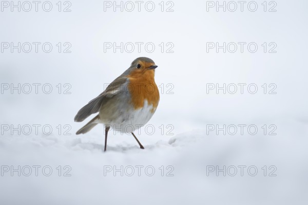 European robin (Erithacus rubecula) adult garden bird on snow in winter, England, United Kingdom