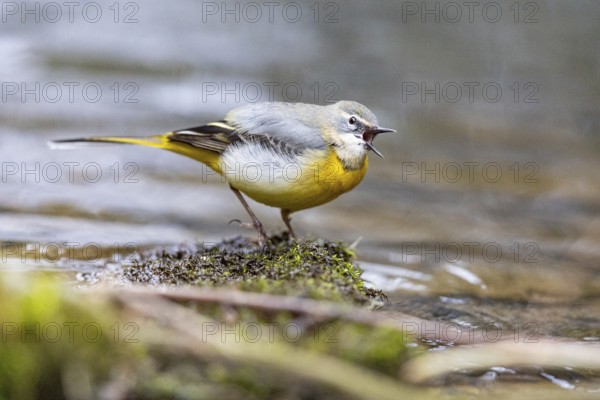 Grey wagtail (Motacilla cinerea) Germany