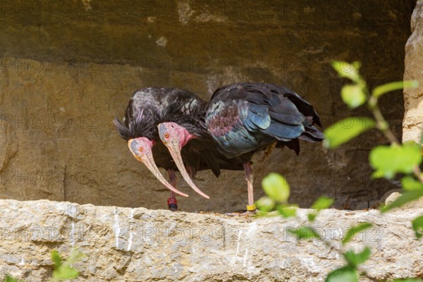 Northern Bald Ibis (Geronticus eremita) with young bird at the nest Captive Germany