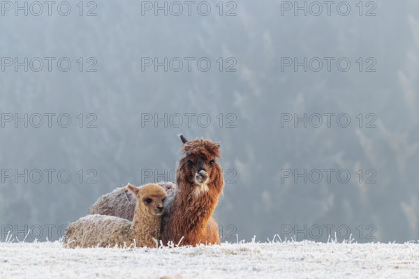 Alpaca (Vicugna pacos), mother and her young, brown animal, white animal, adult animal, female animal, resting, side by side, frost-covered meadow, hilly terrain, forest, fog, winter, snow, minus 15 °C, farm animal, Slovakia
