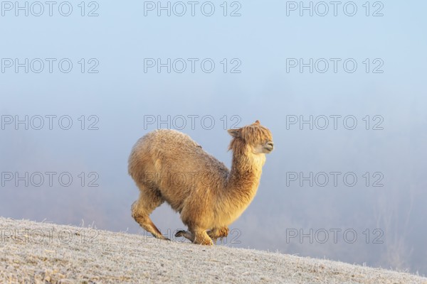 Alpaca (Vicugna pacos), white animal, adult animal, female animal, laying down, frost-covered meadow, hilly terrain, forest, fog, winter, snow, minus 15 °C, farm animal, Slovakia