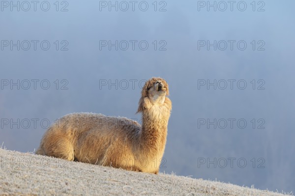 Alpaca (Vicugna pacos), yawning, white animal, adult animal, female animal, resting, frost-covered meadow, hilly terrain, forest, fog, winter, snow, minus 15 °C, farm animal, Slovakia